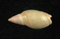 藏品(乳彈頭榧螺)的圖片